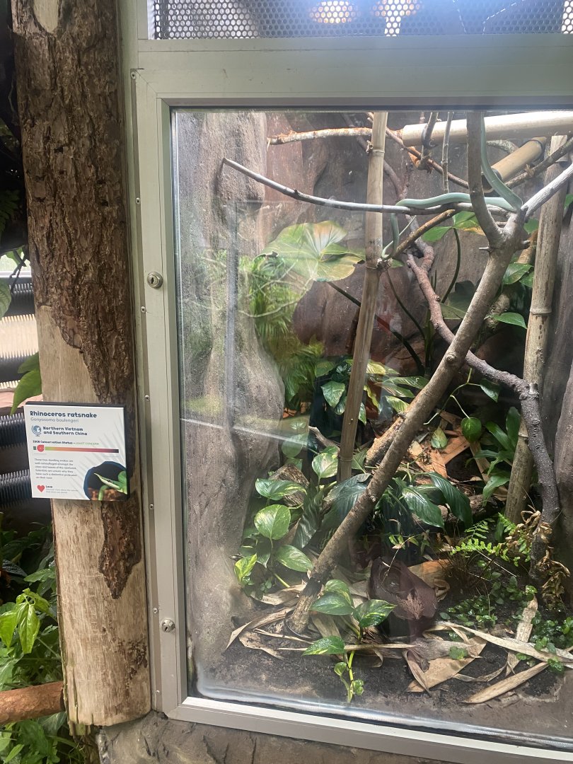 Reptile Tropics - Rhinoceros ratsnake exhibit 130624