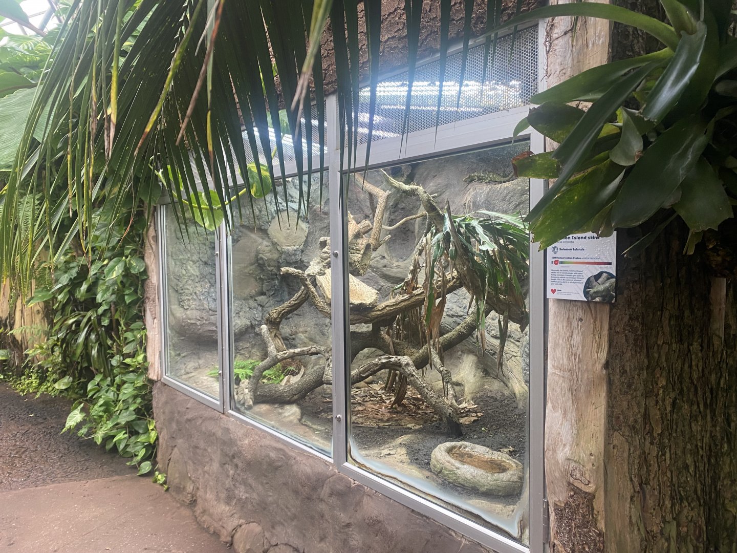 Reptile Tropics - Solomon Island skink exhibit 130624