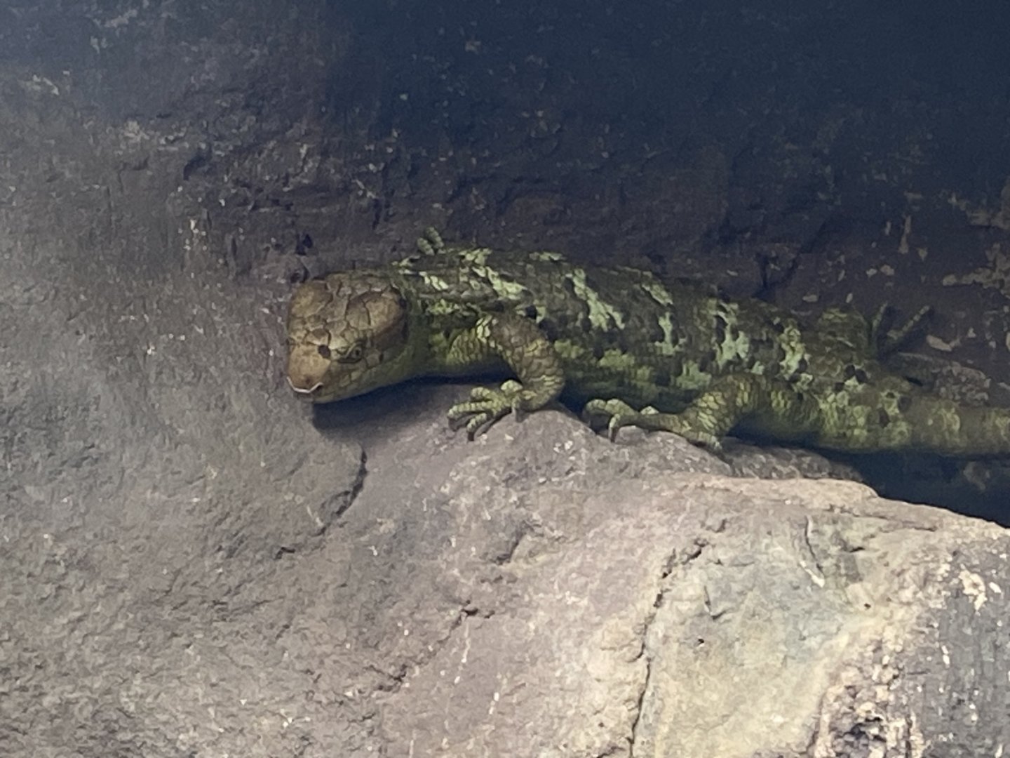 Reptile Tropics - Solomon Islands skink 130624