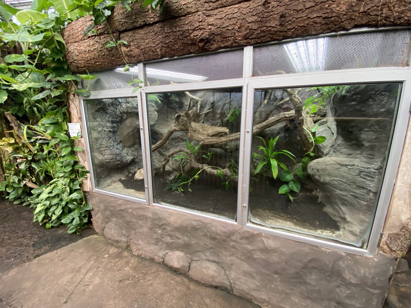 Reptile Tropics - Solomon Islands skink exhibit 201121