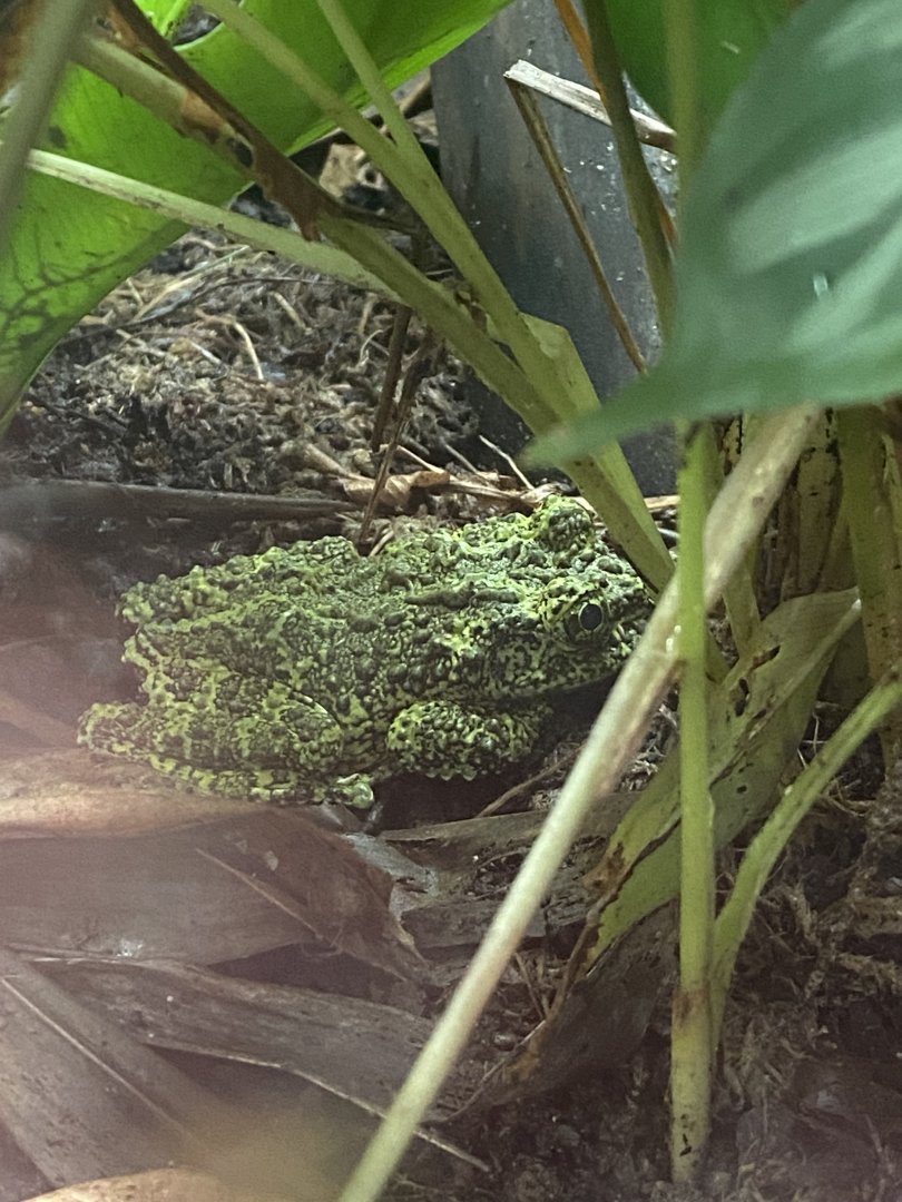 Reptile Tropics - Vietnamese mossy frog 201121