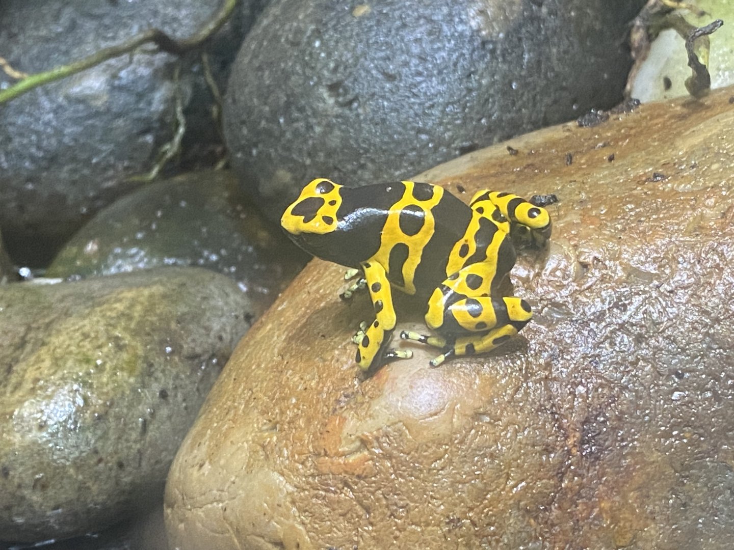 Reptile Tropics - Yellow-banded poison dart frog 130624