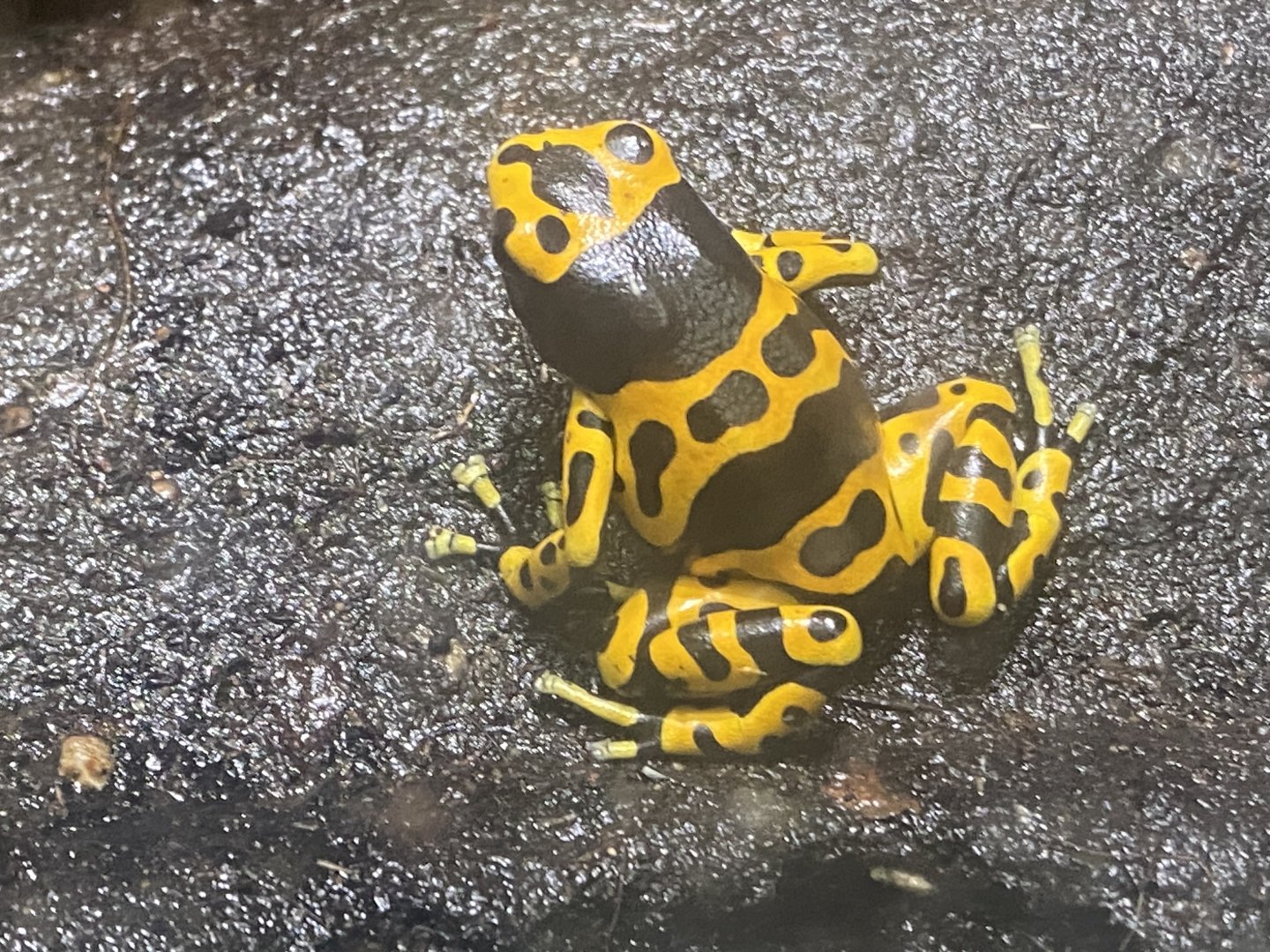 Reptile Tropics - Yellow-banded poison dart frog 130624