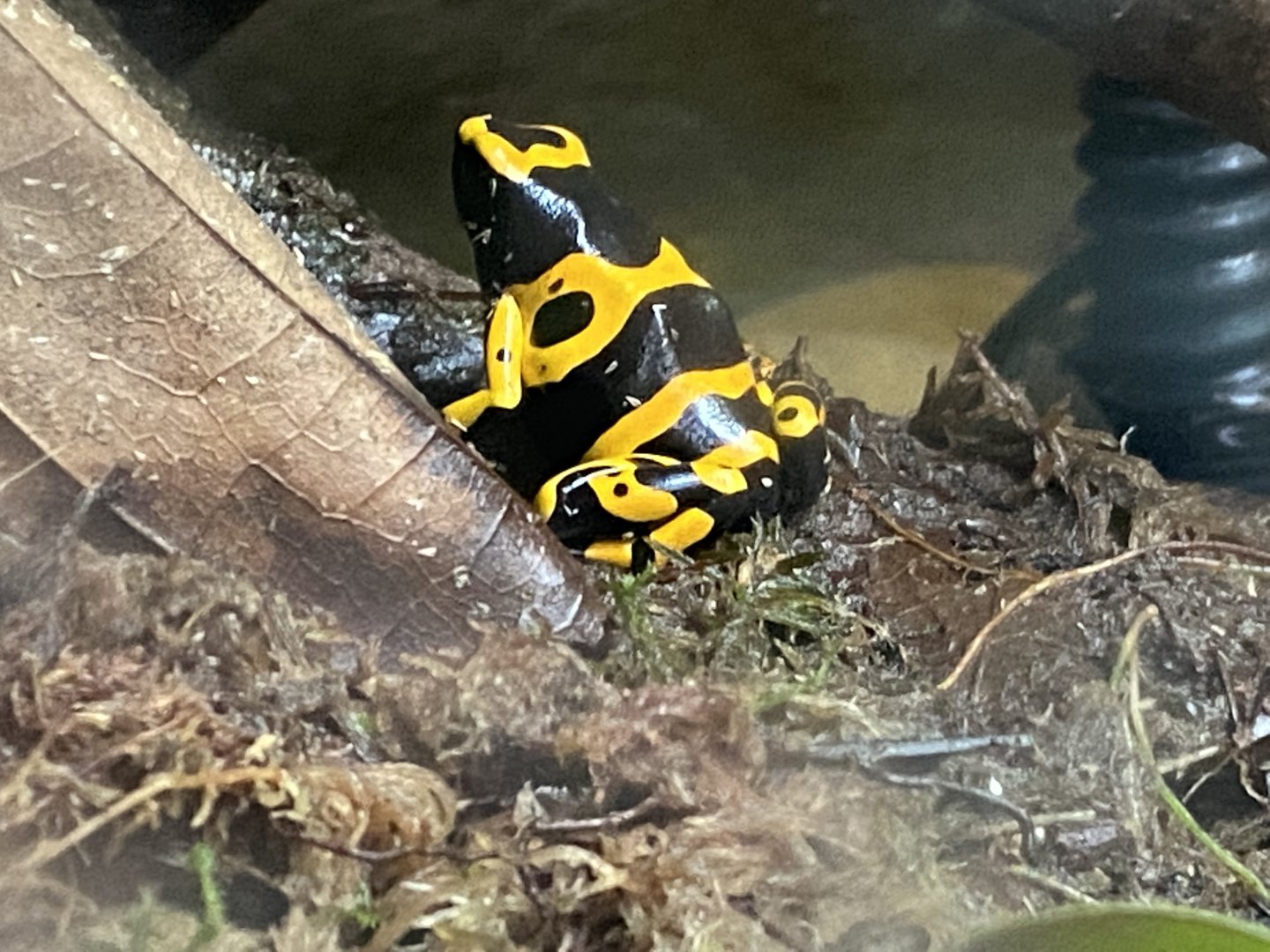 Reptile Tropics - Yellow-banded poison dart frog 201121