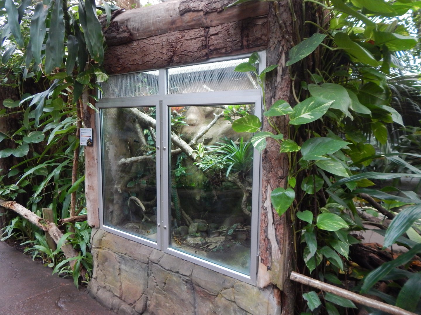 Reptile Tropics - Yellow-banded poison dart frog exhibit 050224