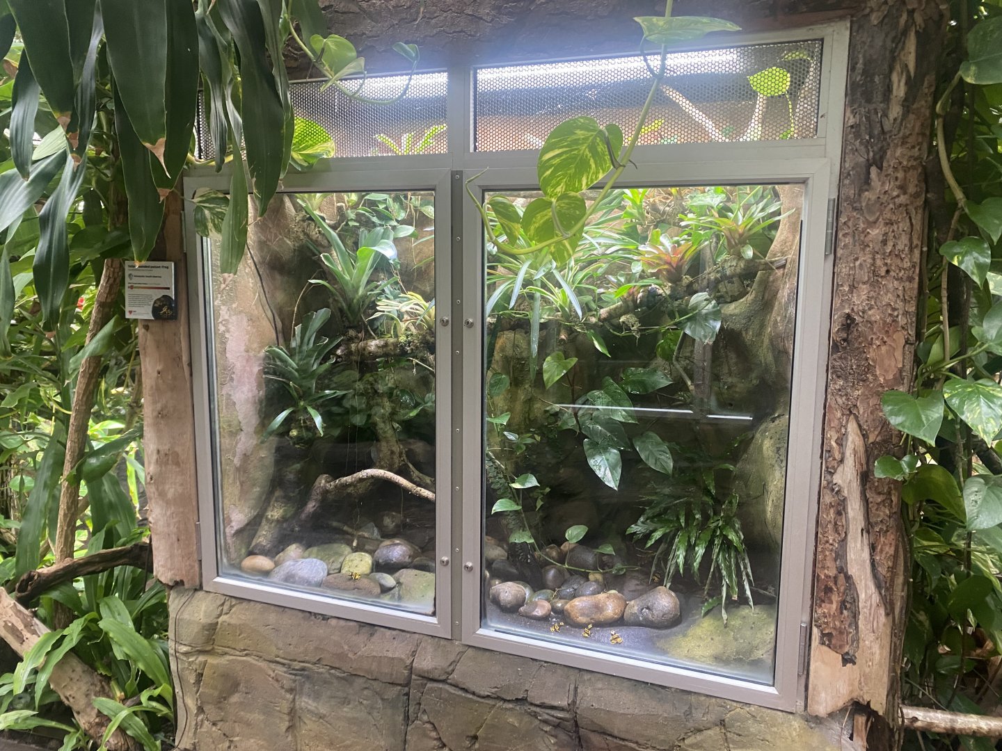 Reptile Tropics - Yellow-banded poison dart frog exhibits 130624