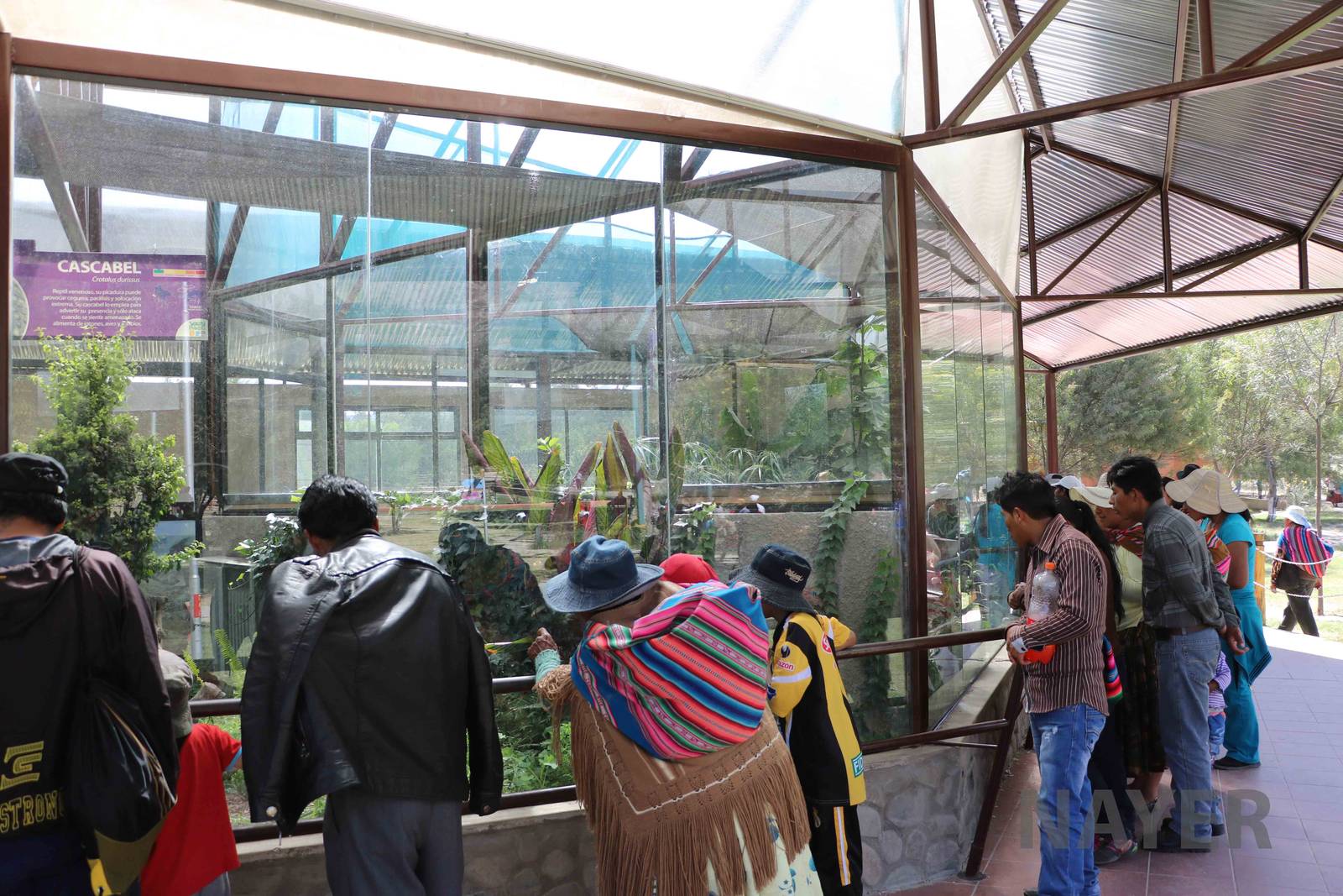 Reptile viewing windows, March 2016