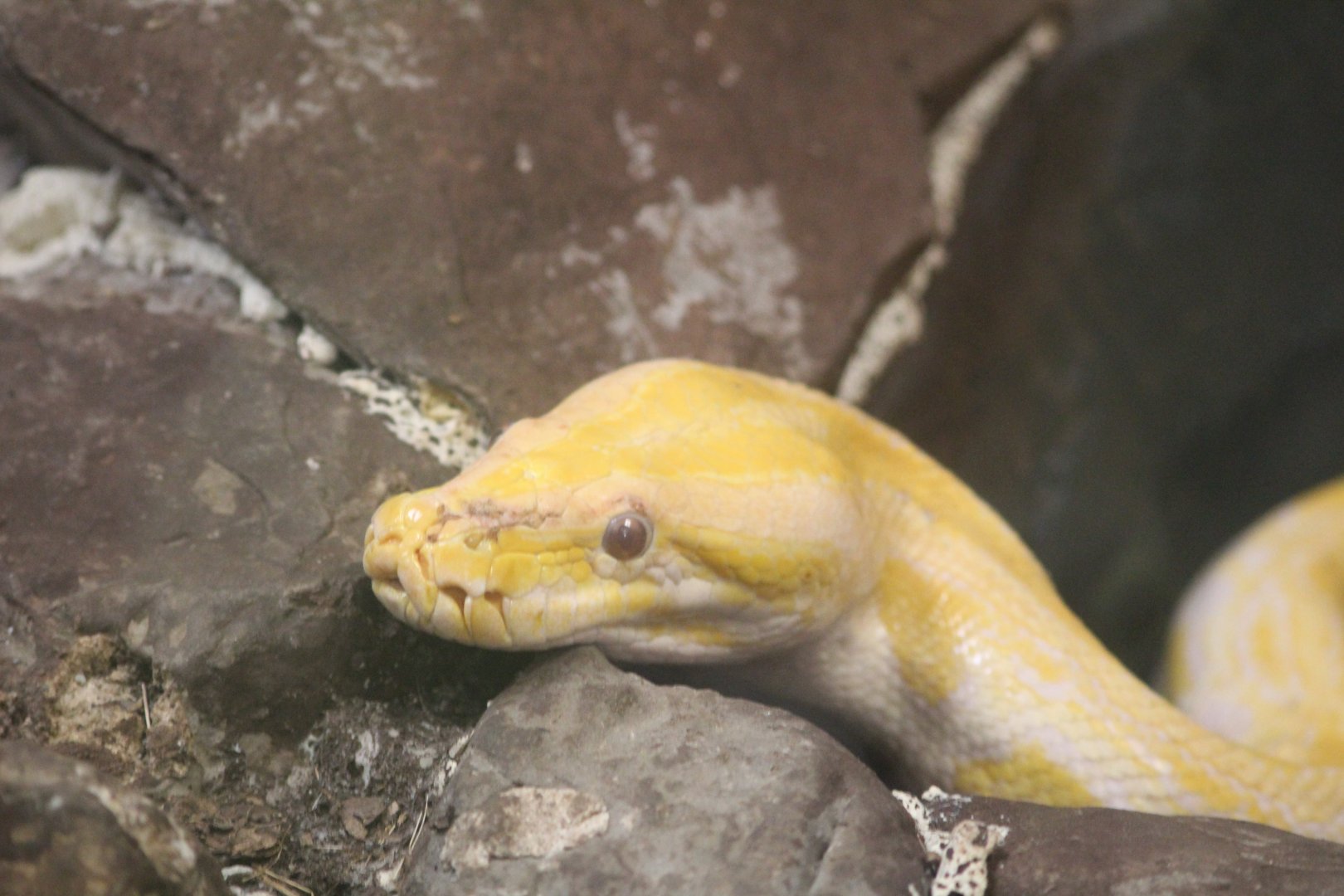 Reptile village July 2021