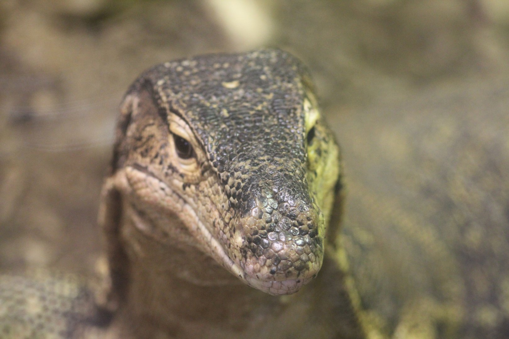 Reptile village July 2021