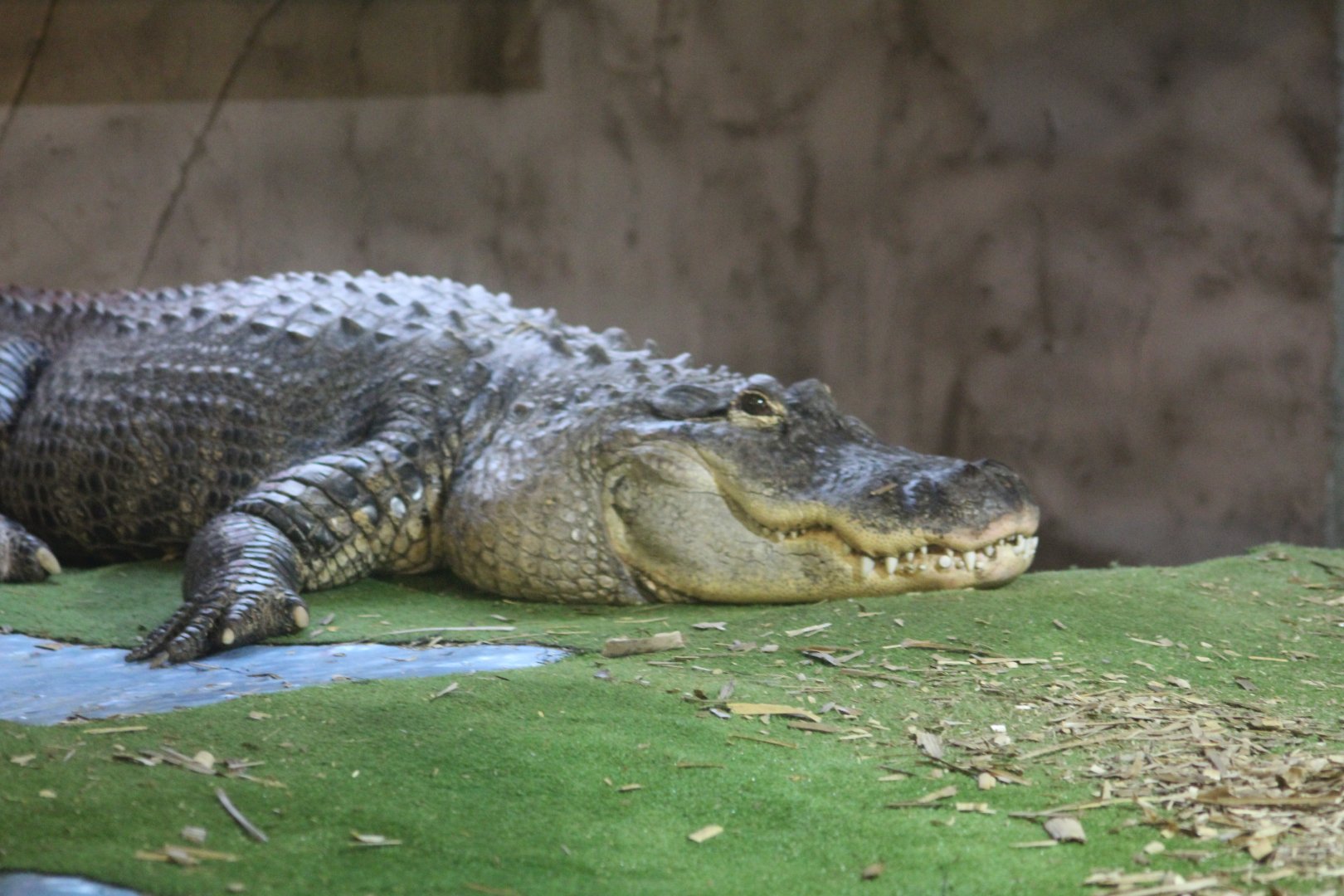 Reptile village July 2021