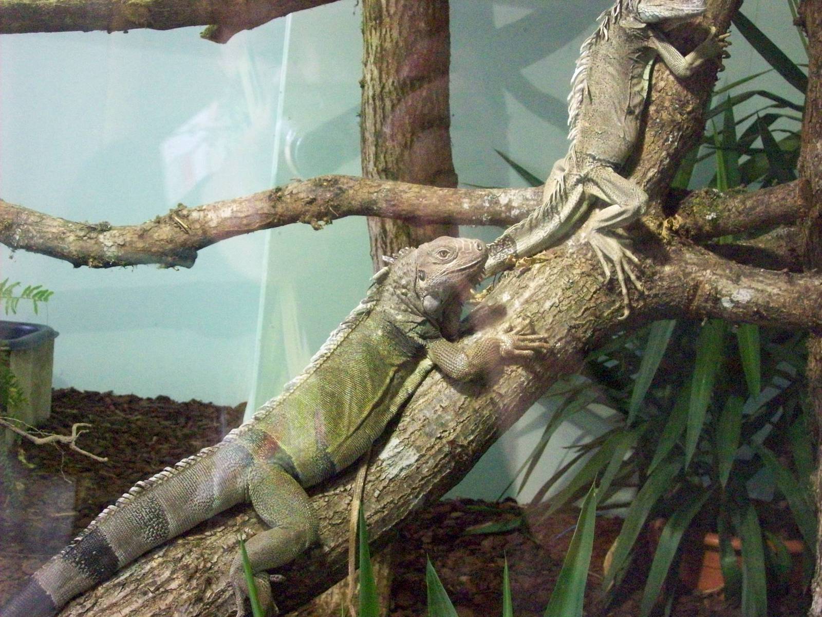 reptile village