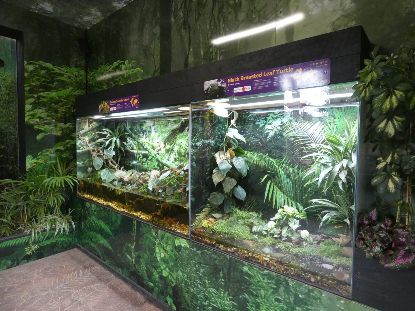 Reptile vivariums inside the gibbon house