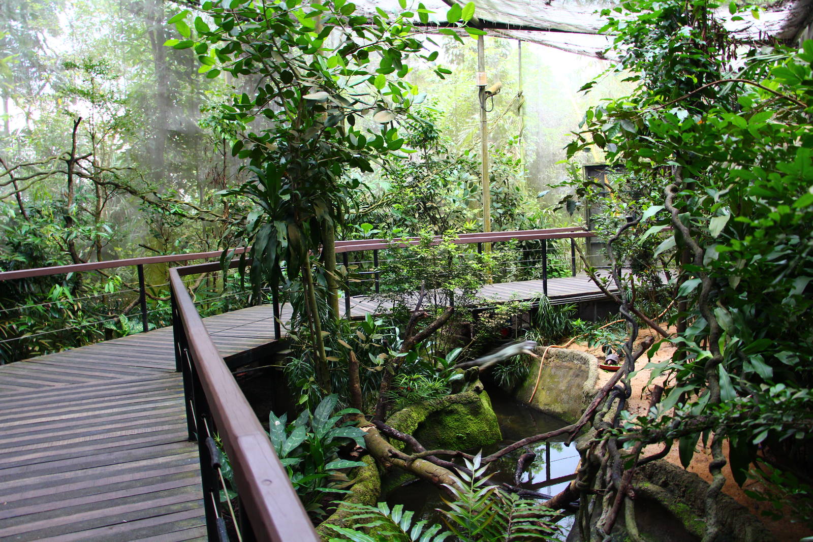 Reptile Walk-through exhibit