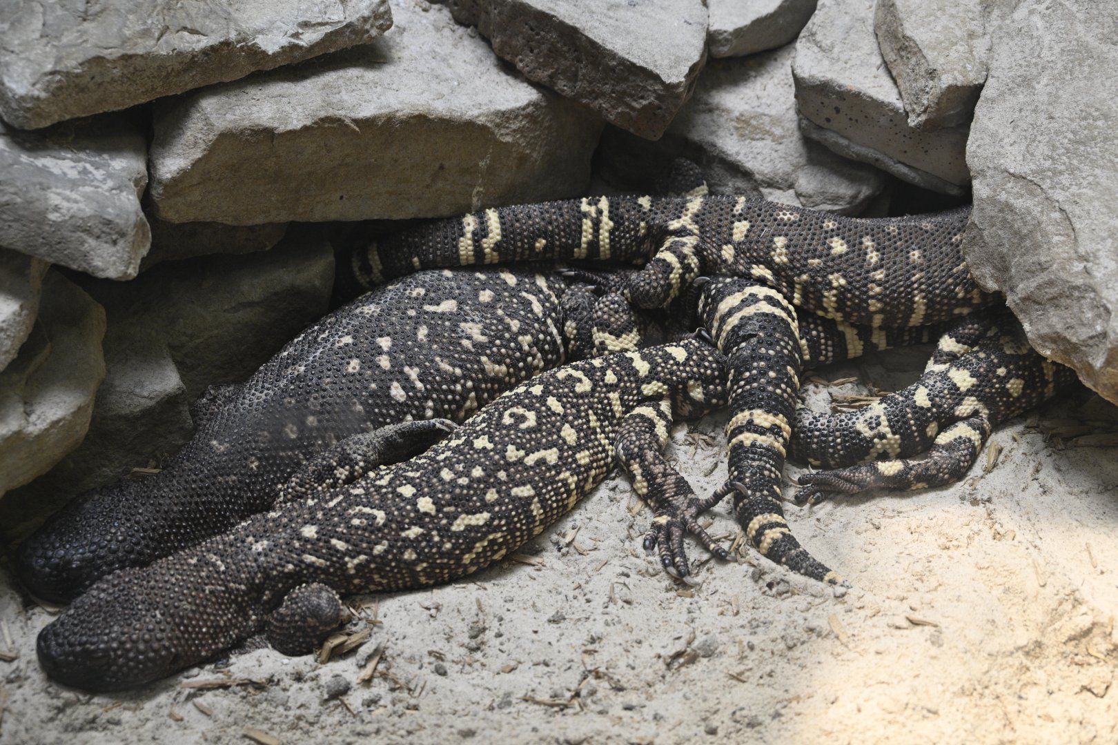 Reptile Wing - A pile of Beaded Lizards (Heloderma horridum)