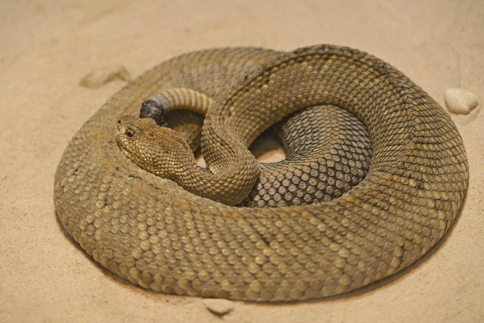Reptile Wing - Aruba Island Rattlesnake (Crotalus unicolor)
