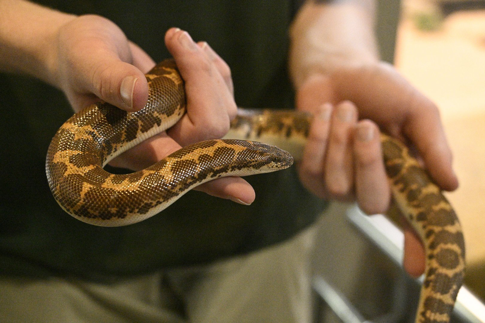 Reptile Wing - East African Sand Boa (Eryx colubrinus)