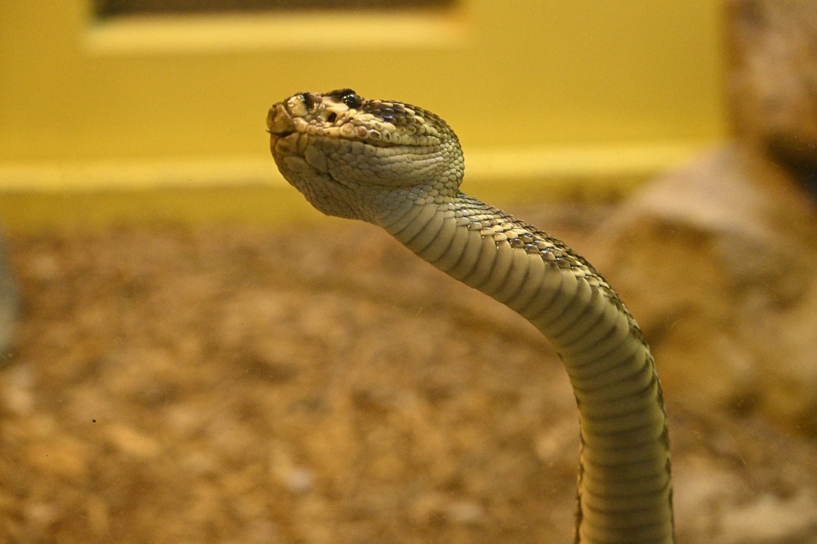 Reptile Wing - Eastern Diamondback Rattlesnake (Crotalus adamanteus)