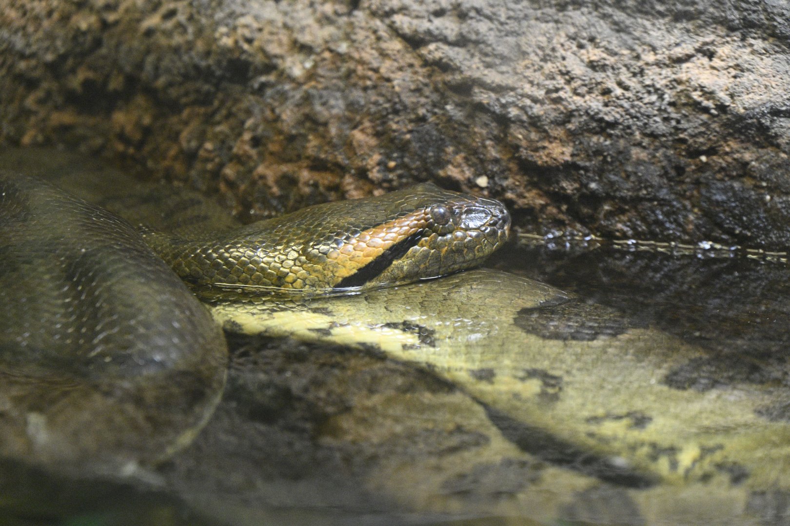 Reptile Wing - Green Anaconda (Eunectes murinus)