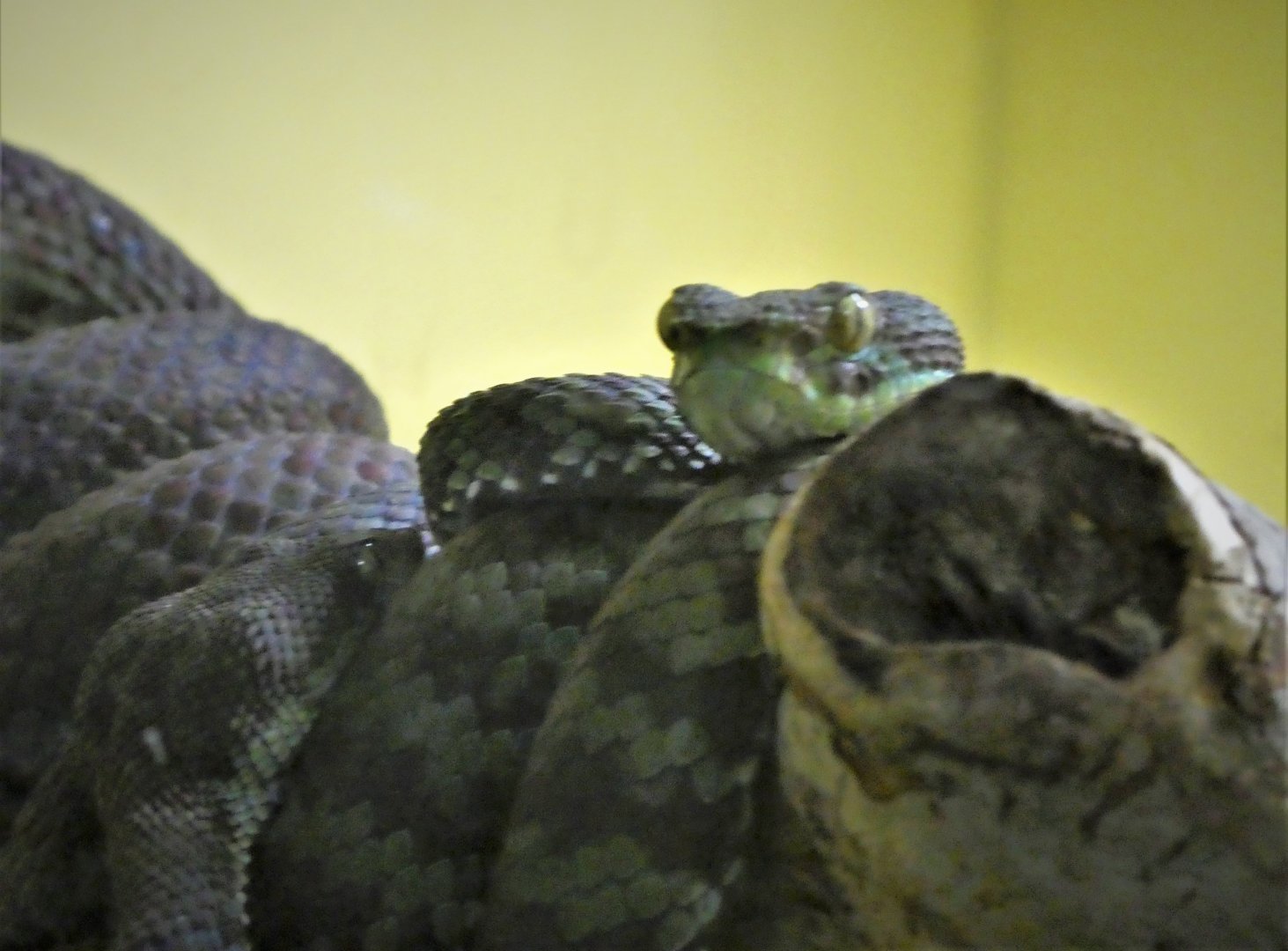 Reptile Wing - Kanburi Pitviper