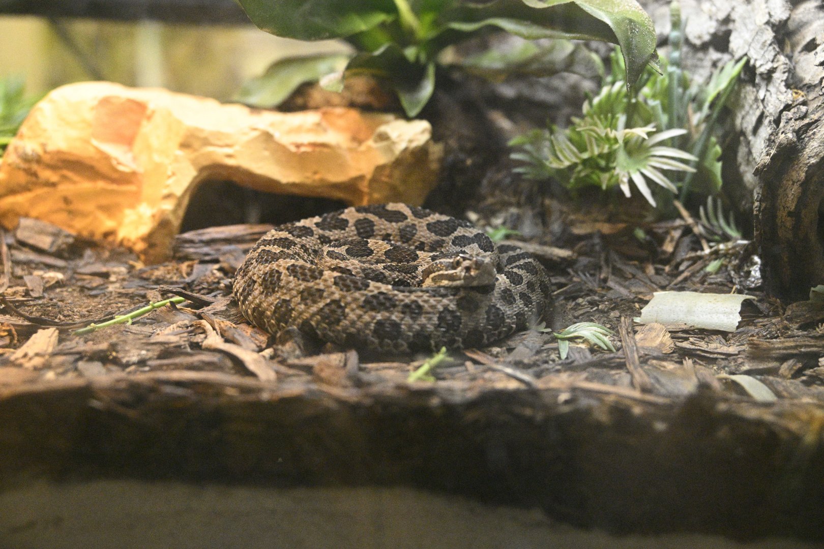 Reptile Wing - Massasauga (Sistrurus catenatus)