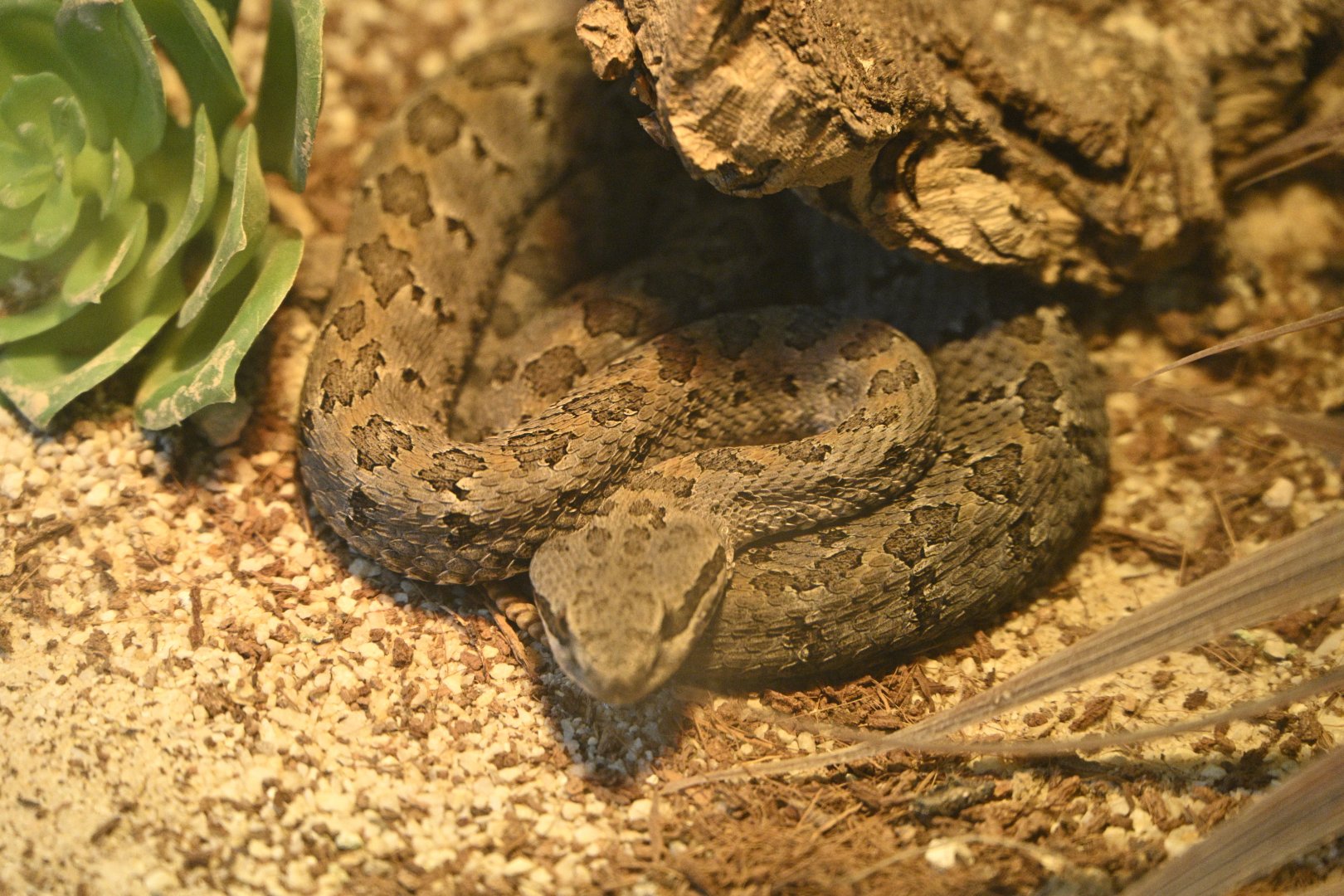 Reptile Wing - Mexican Dusky Rattlesnake (Crotalus armstrongi)
