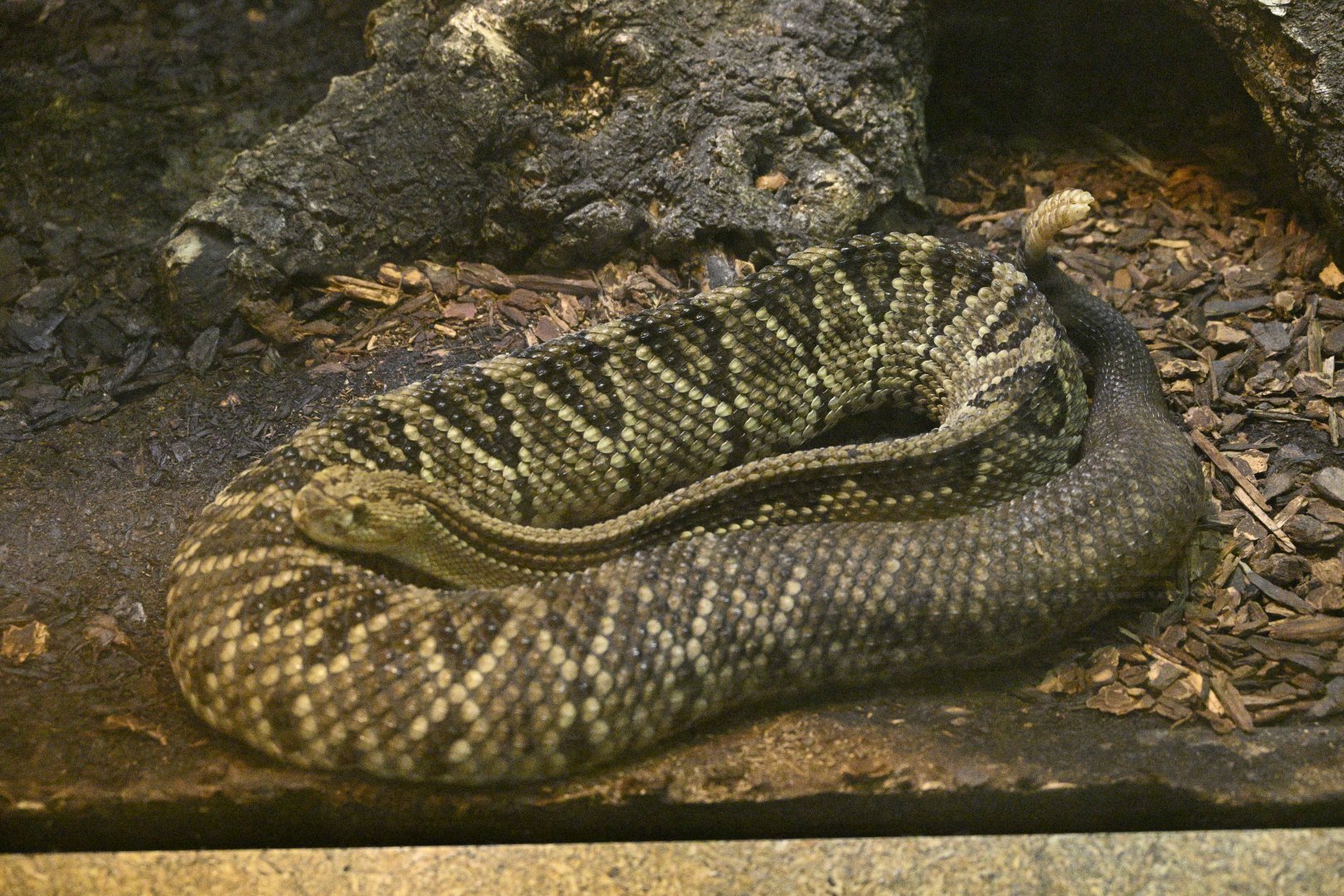Reptile Wing - Neotropical Rattlesnake (Crotalus durissus)