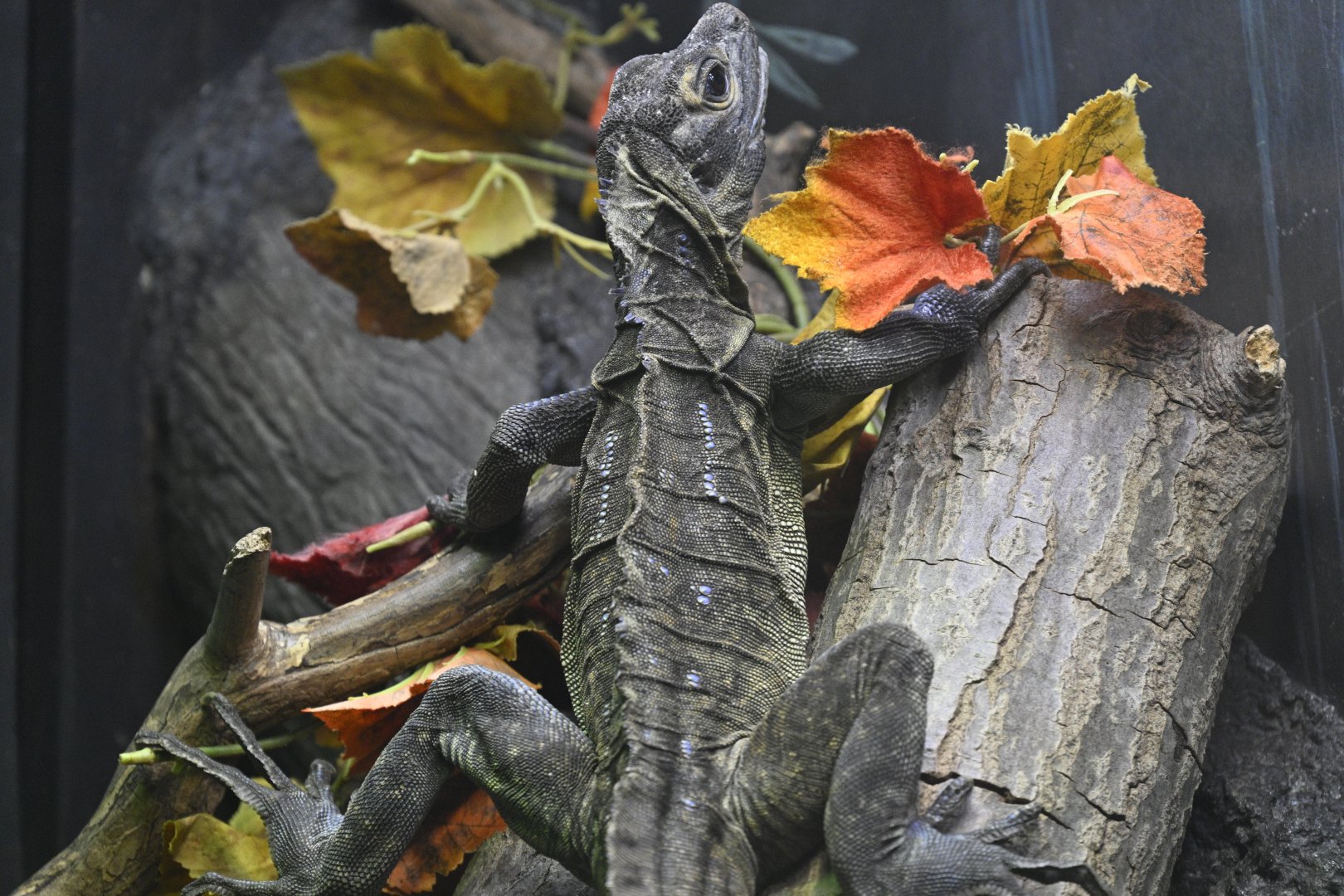 Reptile Wing - Philippine Sailfin Lizard (Hydrosaurus pustulatus)