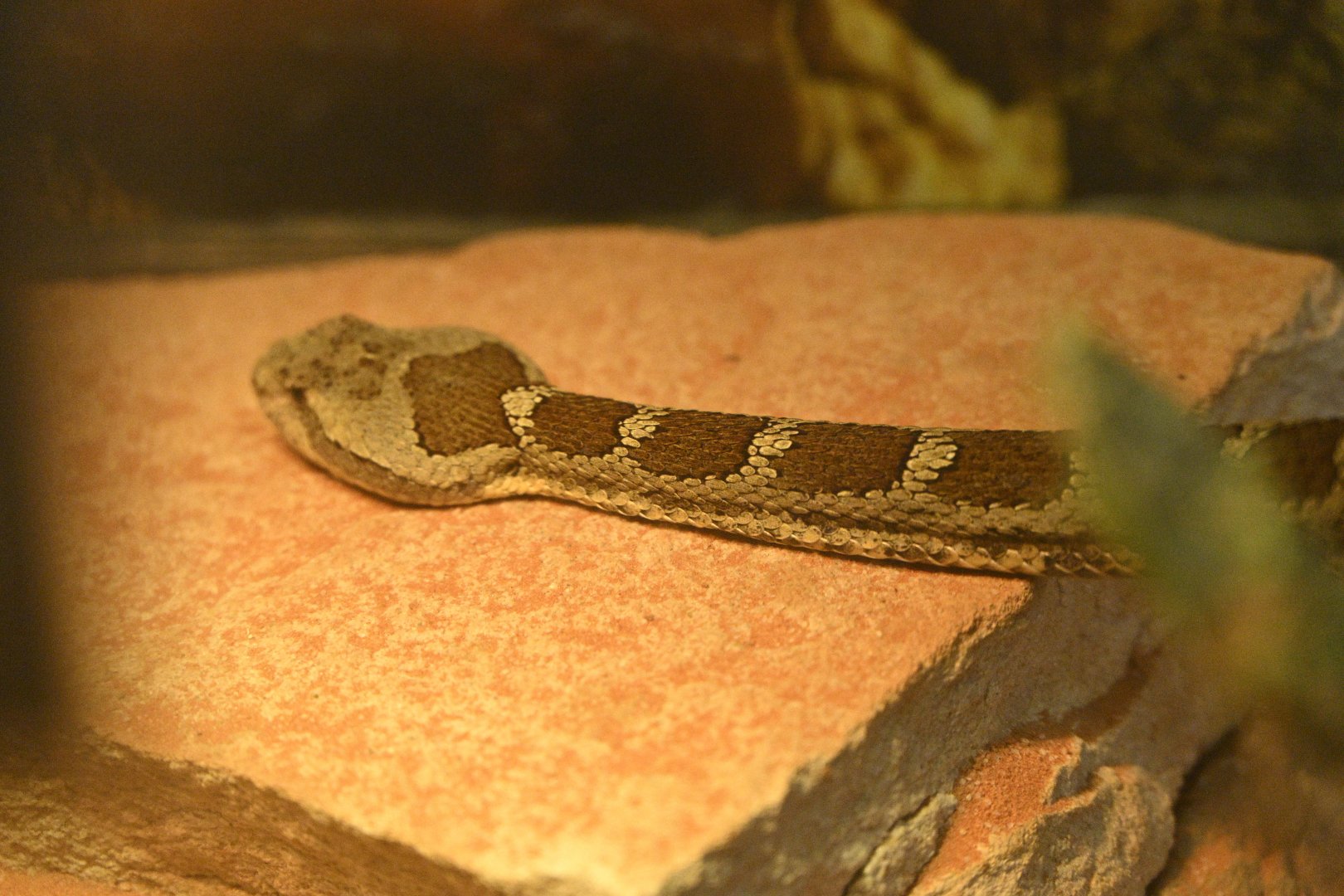 Reptile Wing - Queretaran Dusky Rattlesnake (Crotalus aquilus)