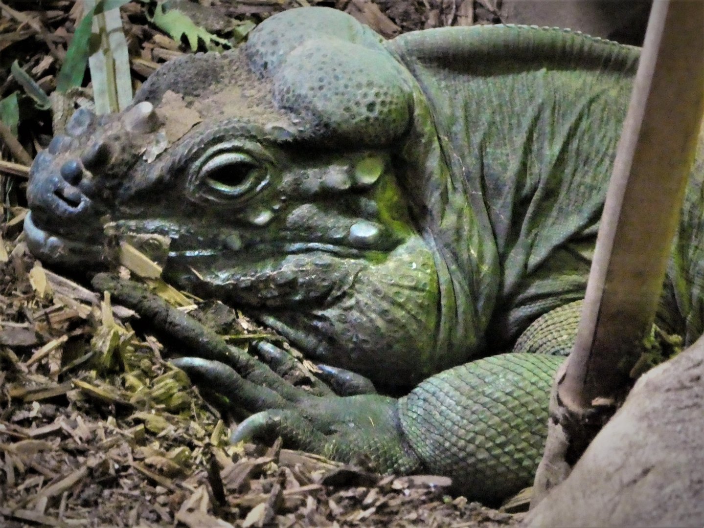 Reptile Wing - Rhinoceros Iguana