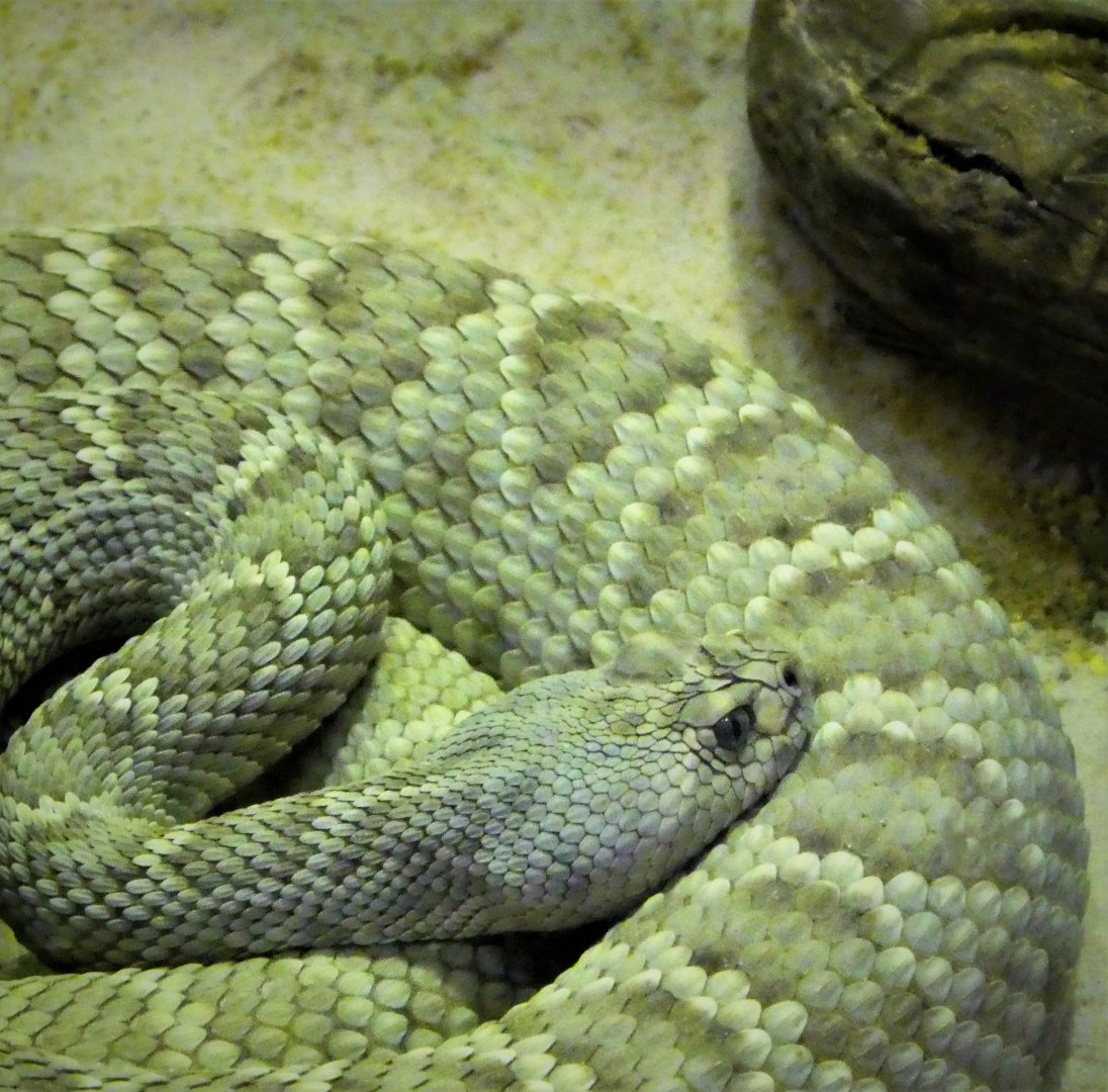 Reptile Wing - Santa Catalina Rattlesnake