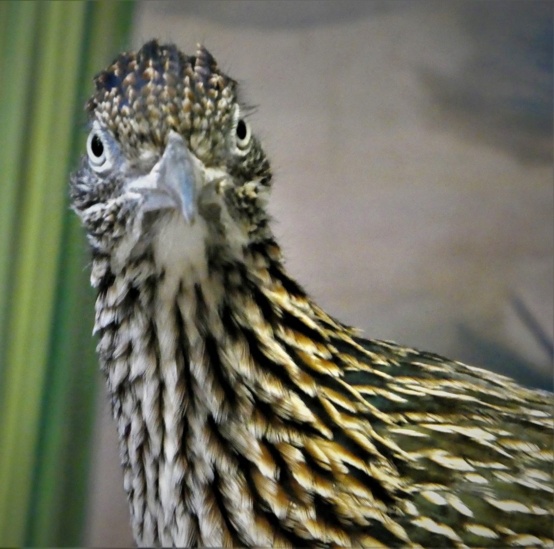 Reptile Wing - Sonoran Desert - Greater Roadrunner