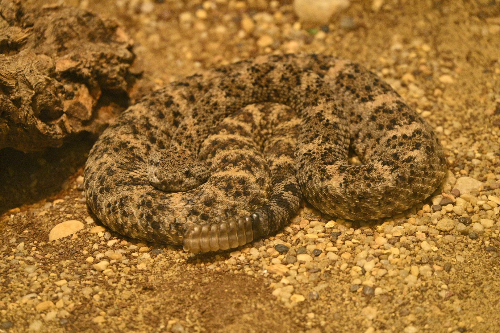 Reptile Wing - Southwestern Speckled Rattlesnake (Crotalus pyrrhus)
