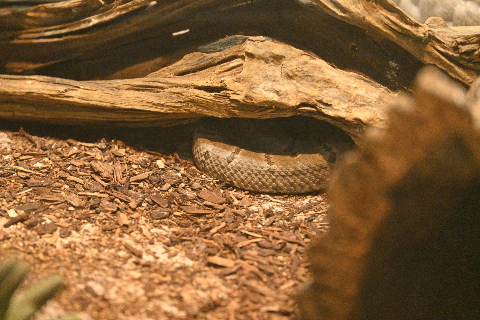 Reptile Wing - Tamaulipan Rock Rattlesnake (Crotalus morulus)