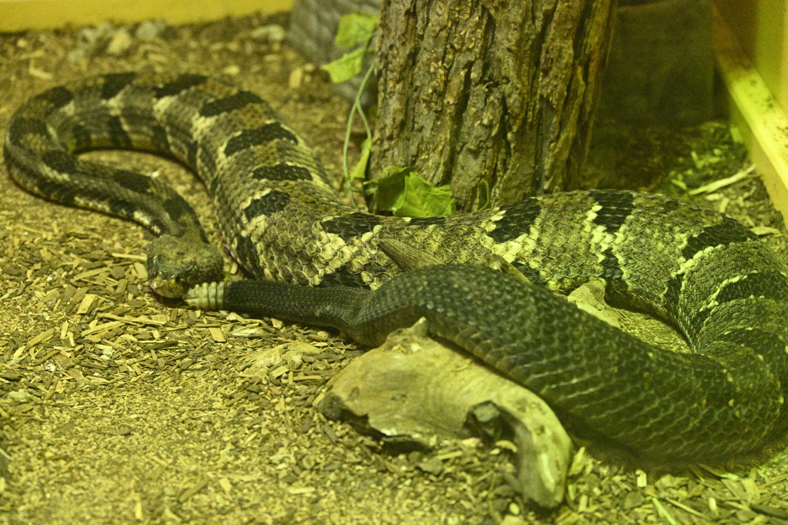Reptile Wing - Timber Rattlesnake (Crotalus horridus)
