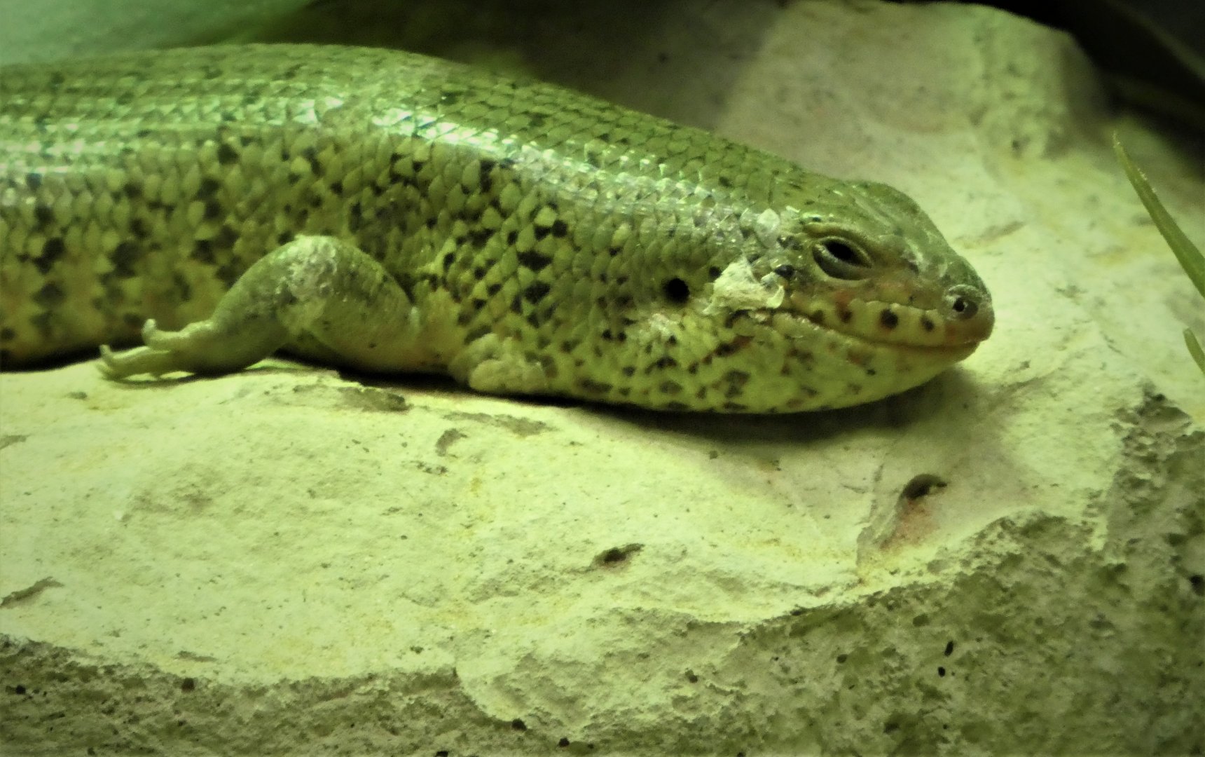 Reptile Wing - Two-colored Skink
