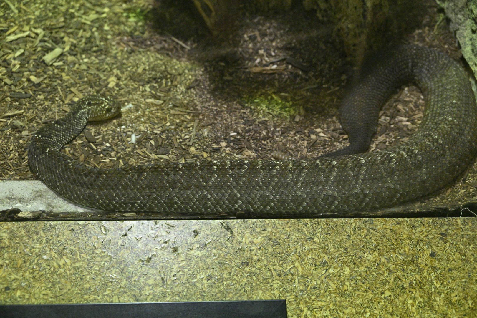 Reptile Wing - Uracoan Rattlesnake (Crotalus vegrandis)