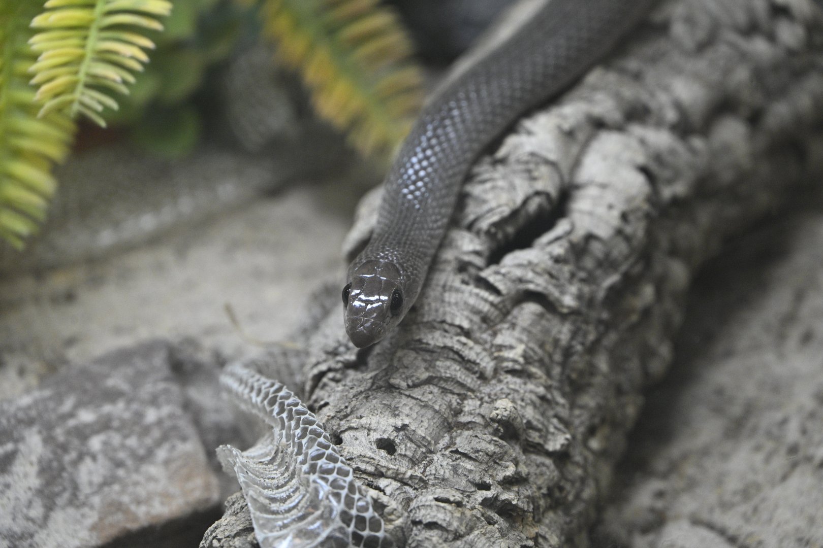 Reptile Wing - Western Rufous Beaked Snake (Rhamphiophis oxyrhynchus)