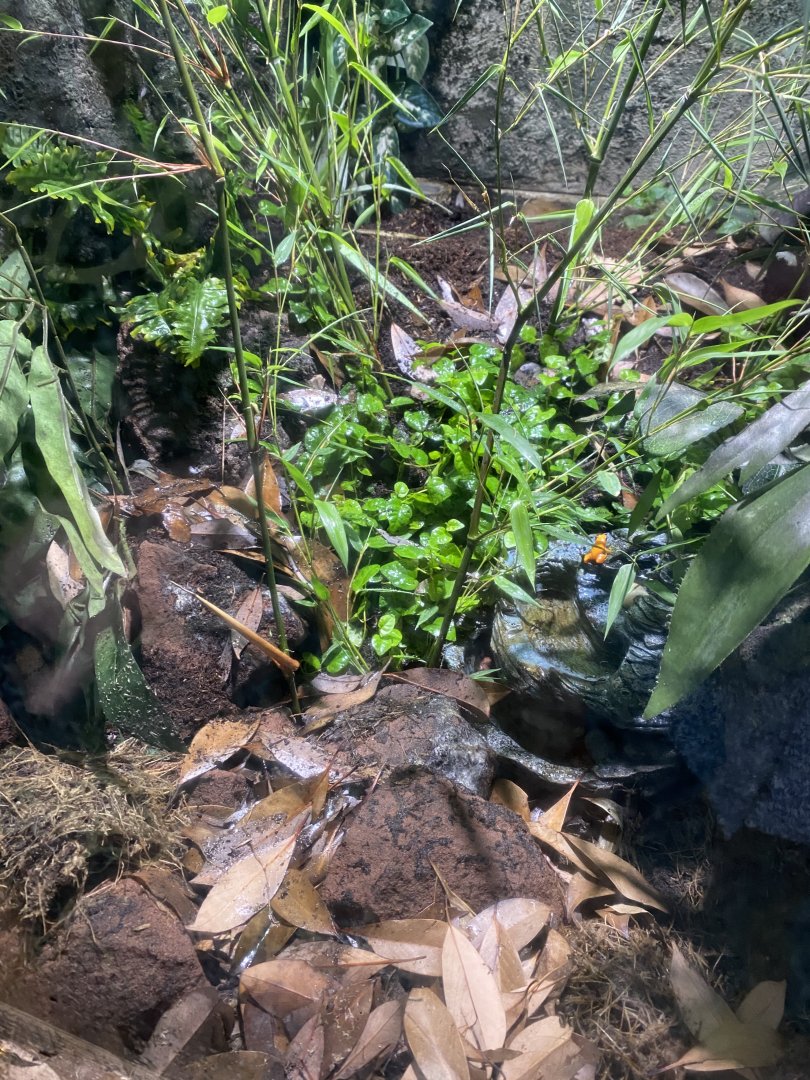 Reptile World - Golden Mantellas 130720