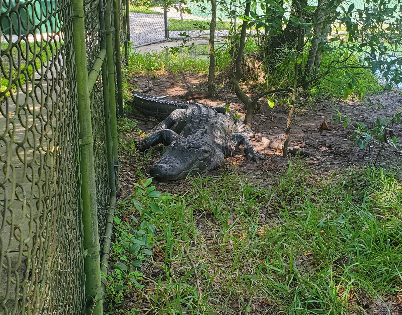Reptile World Serpentarium - American Alligator