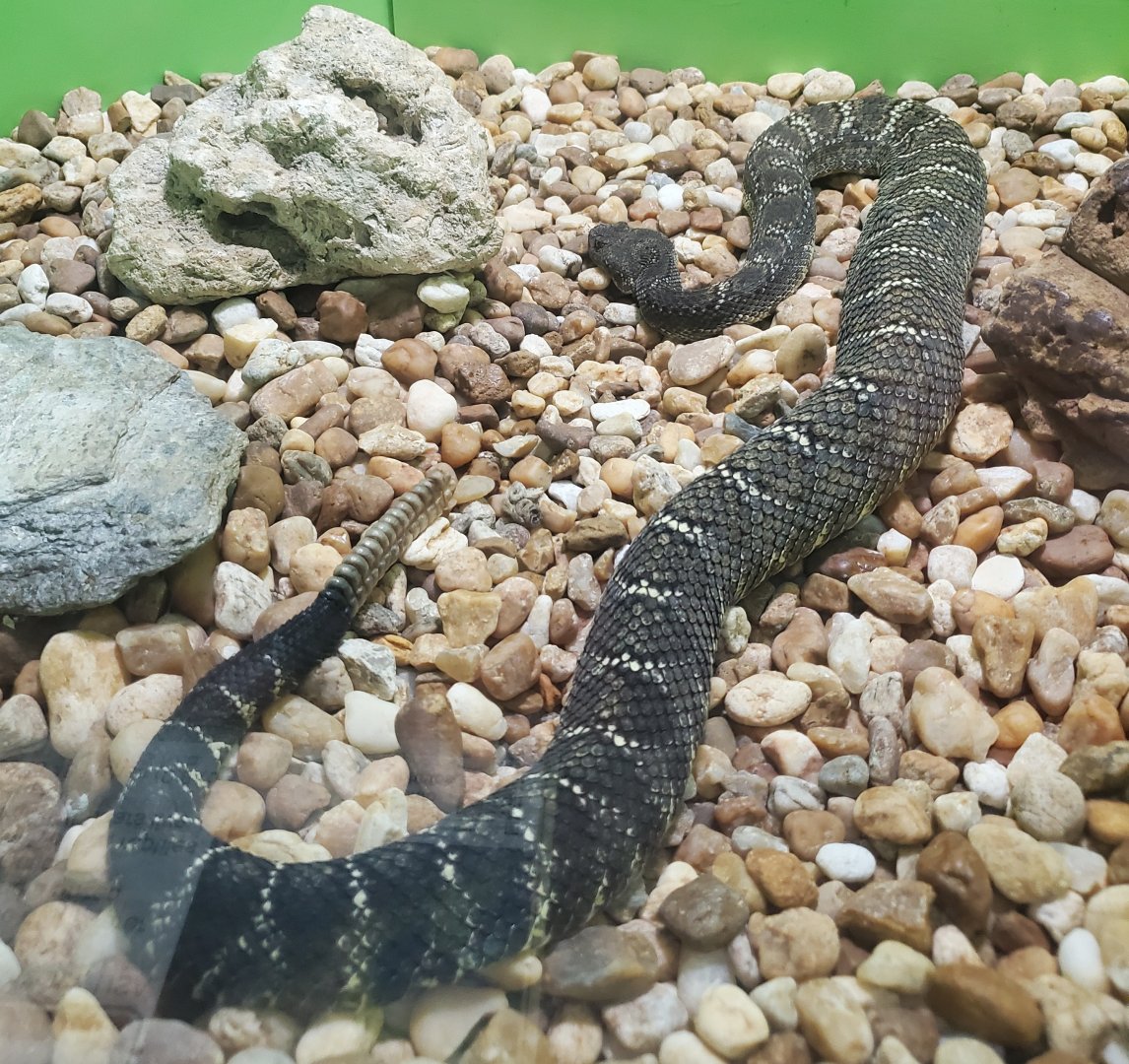 Reptile World Serpentarium - Arizona Black Rattlesnake