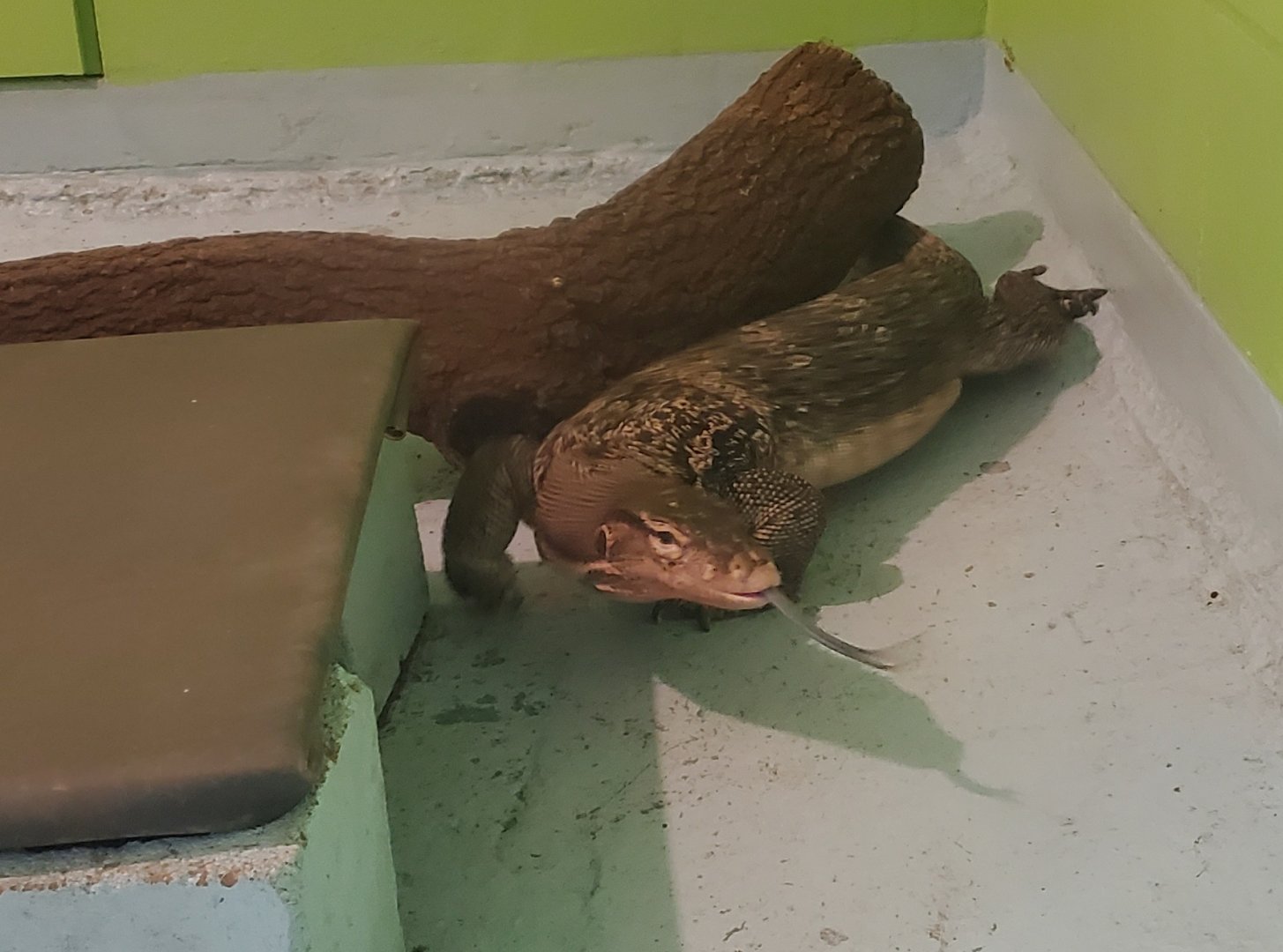 Reptile World Serpentarium - Asian Water Monitor