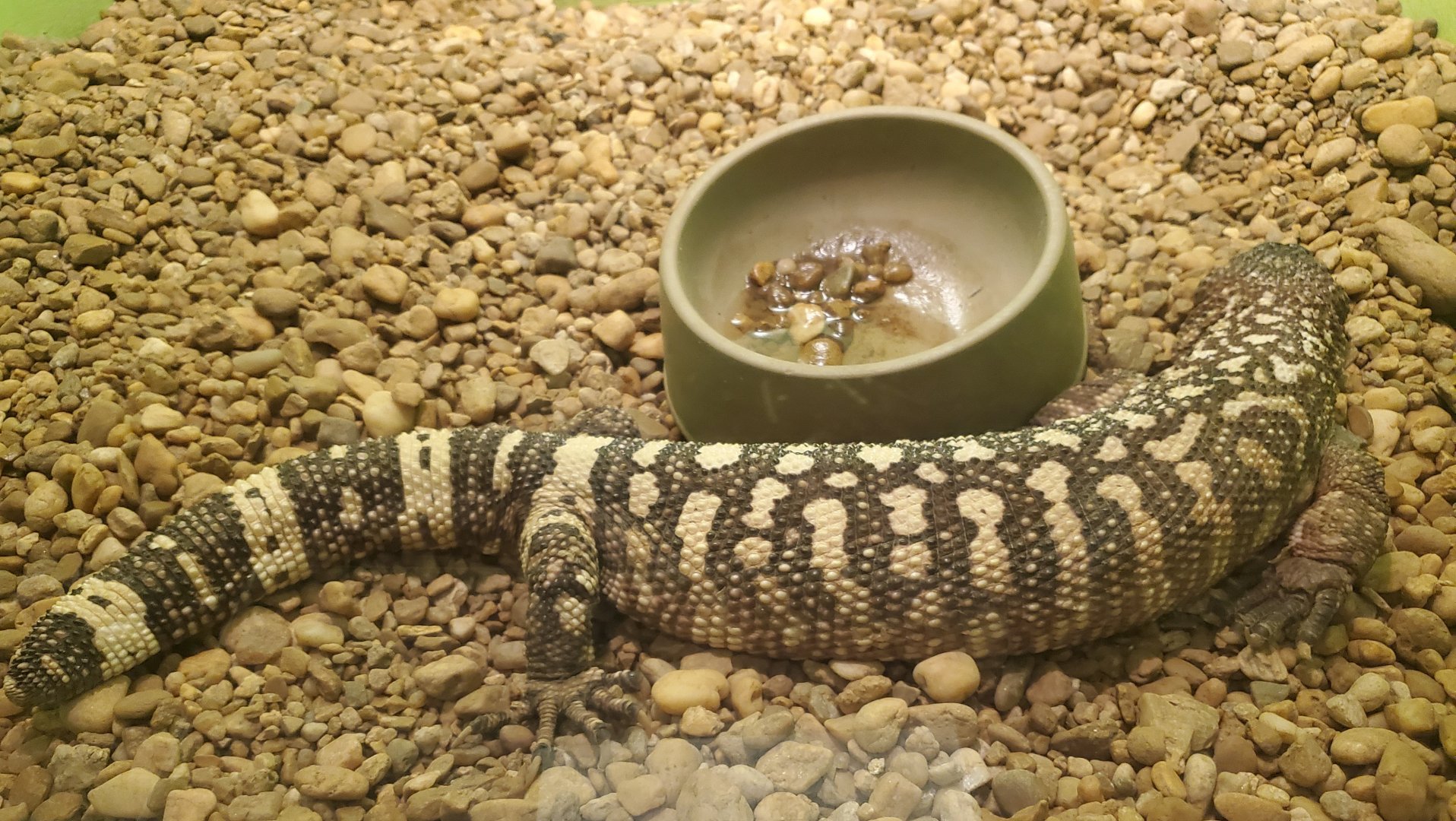 Reptile World Serpentarium - Beaded Lizard