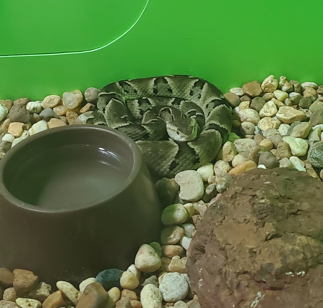 Reptile World Serpentarium - Brazilian Lancehead