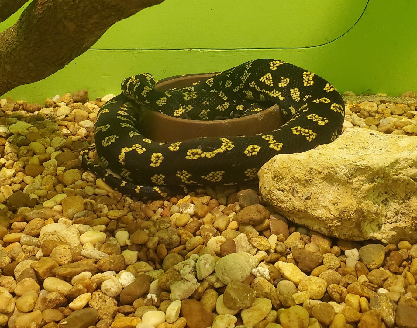 Reptile World Serpentarium - Carpet Python