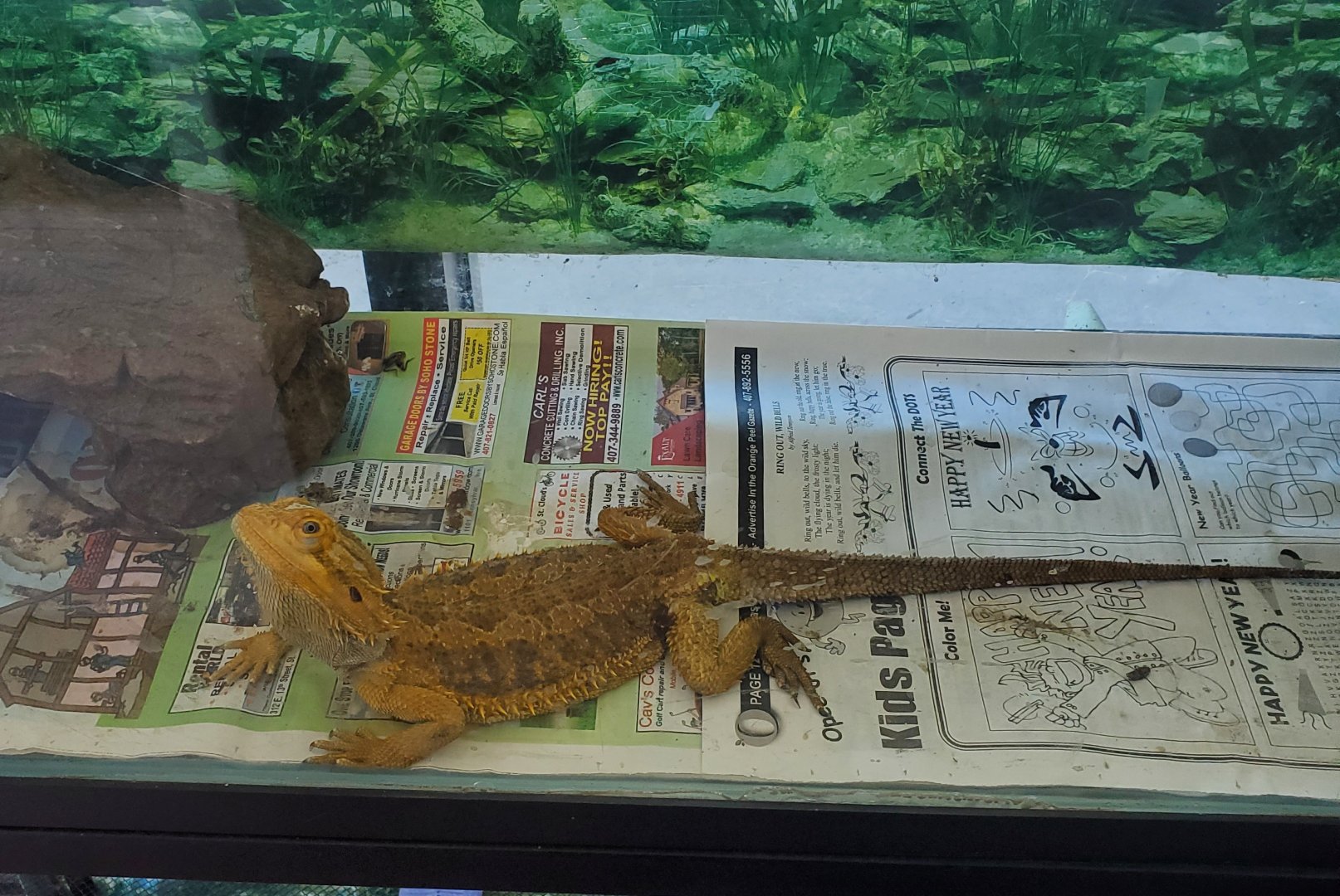 Reptile World Serpentarium - Central Bearded Dragon