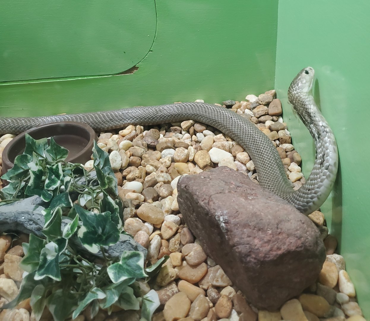 Reptile World Serpentarium - Chinese Cobra