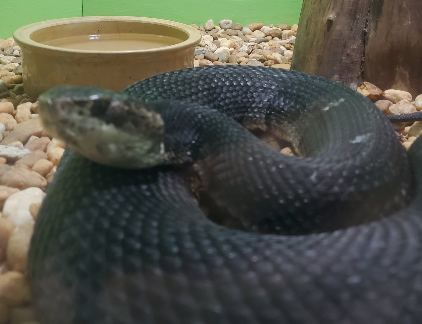 Reptile World Serpentarium - Cottonmouth
