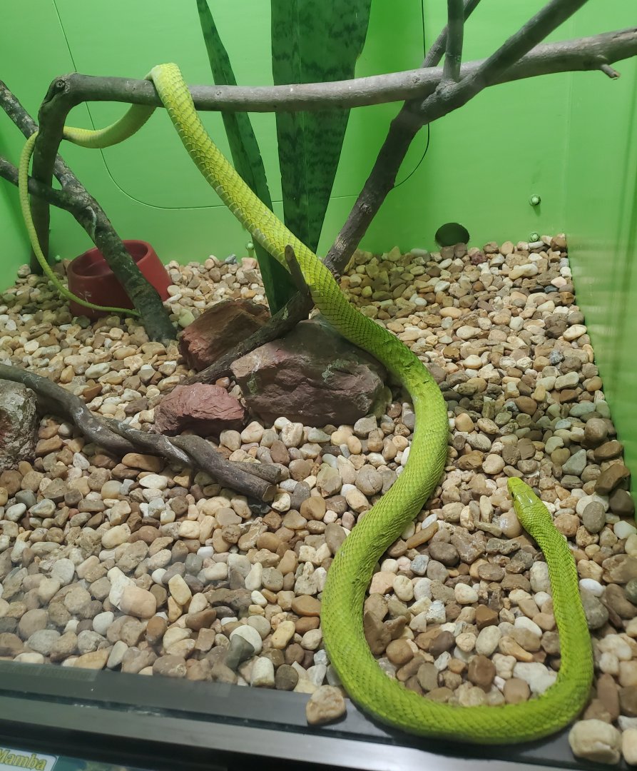 Reptile World Serpentarium - Eastern Green Mamba