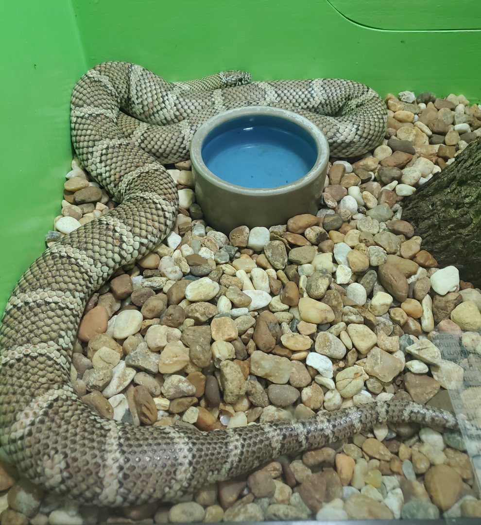 Reptile World Serpentarium - Florida Kingsnake