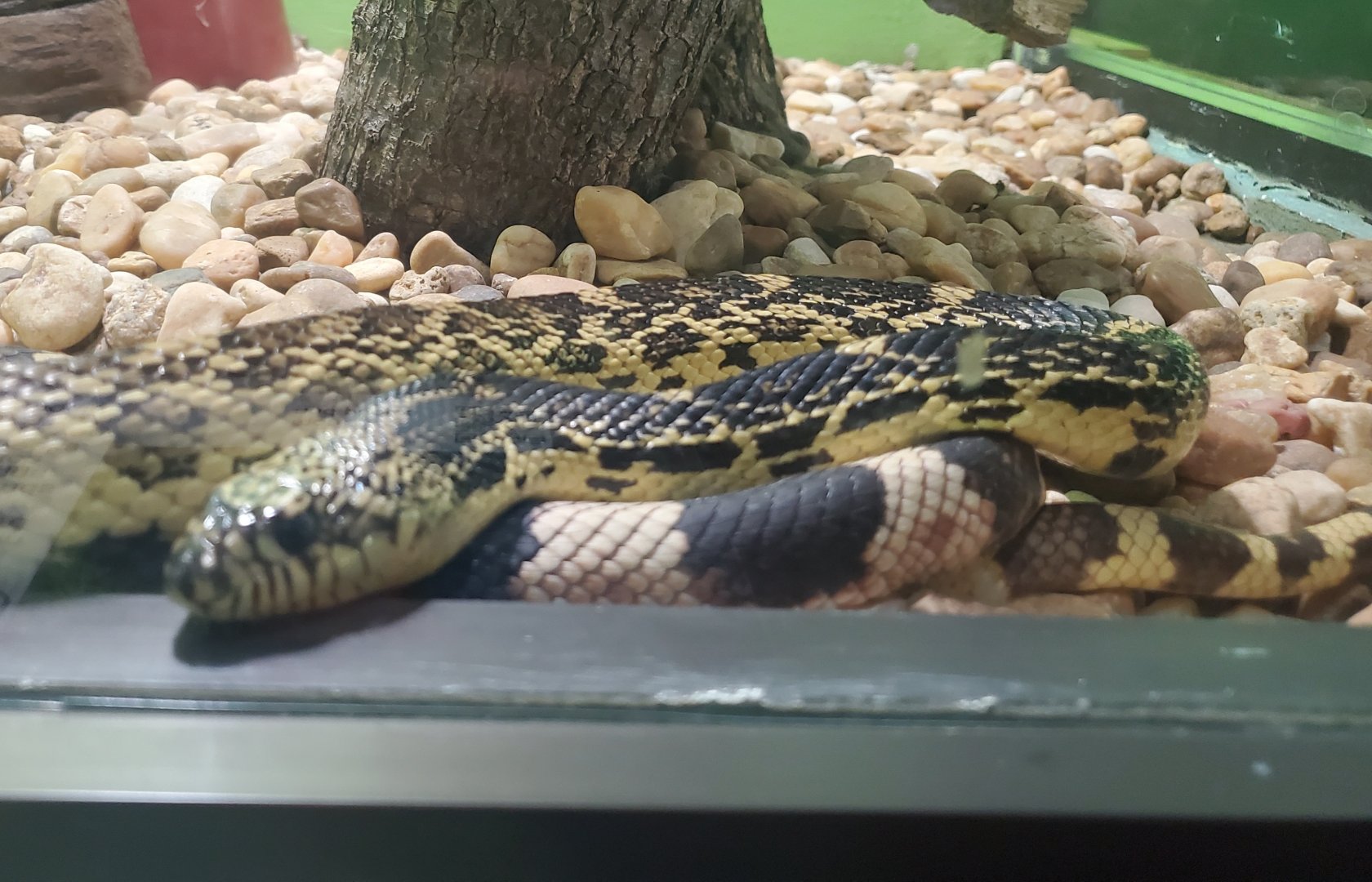 Reptile World Serpentarium - Florida Pine Snake